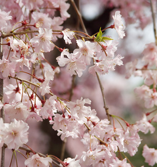 桜の花